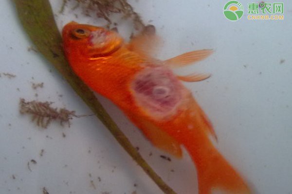 銀龍魚身上潰爛會傳染嗎？