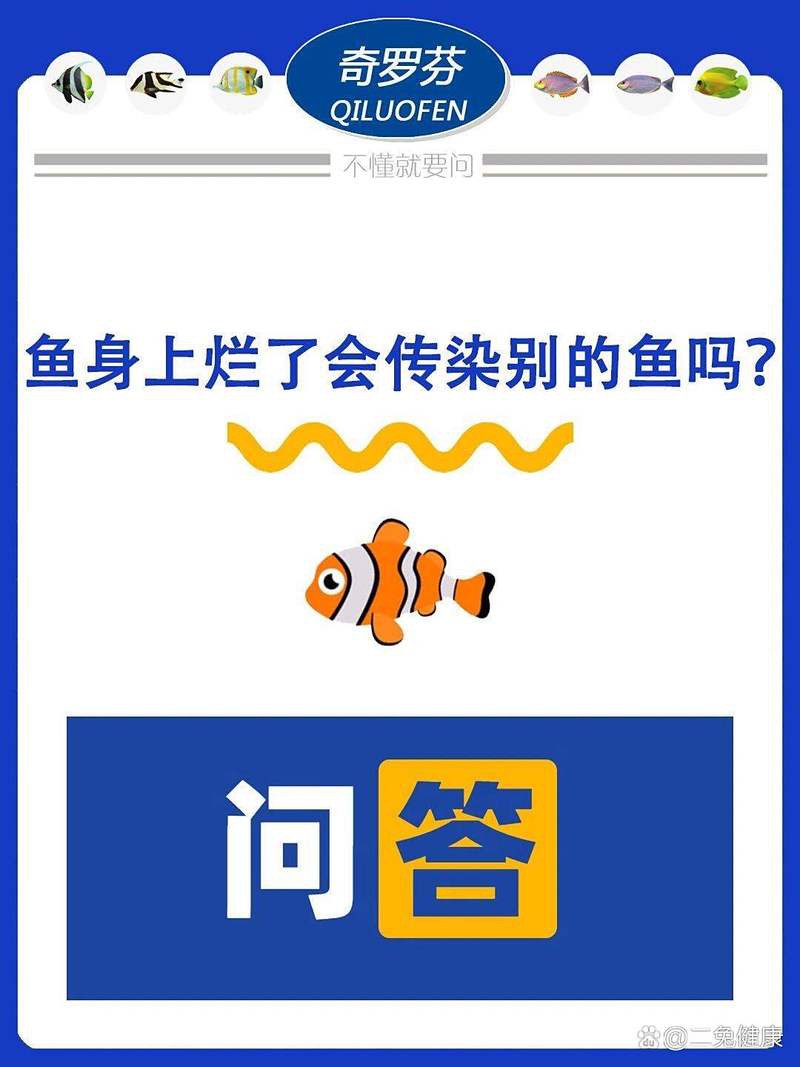 銀龍魚身上潰爛會傳染嗎？