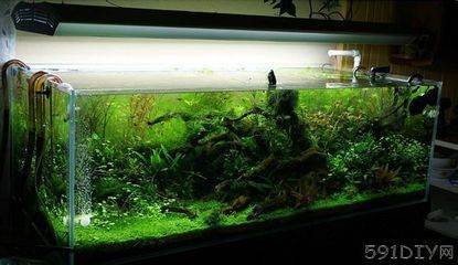 魚缸裝飾的基本原則和技巧（水下城堡裝飾魚缸裝飾布局策略基本原則和原則和技巧）
