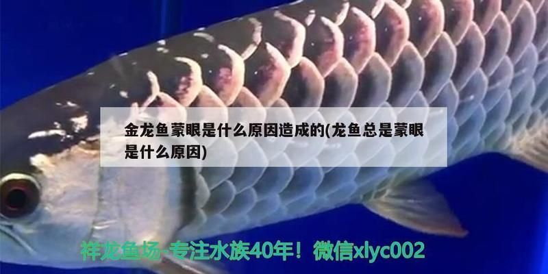 紅老虎魚疾病早期癥狀：紅老虎魚早期癥狀可能會出現紅色斑點，紅老虎魚早期癥狀