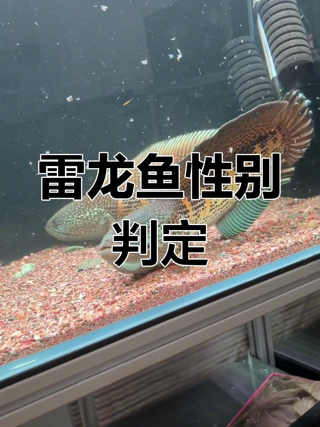 如何區分七彩龍魚的雌雄？