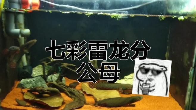 如何區分七彩龍魚的雌雄？