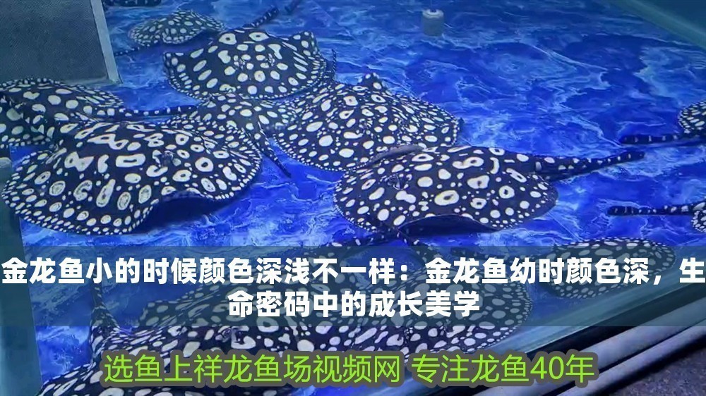 金龍魚小的時候顏色深淺不一樣：金龍魚幼時顏色深，生命密碼中的成長美學