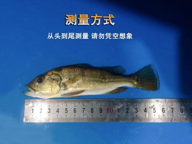如何為黑鱗龍魚提供最佳的水質？
