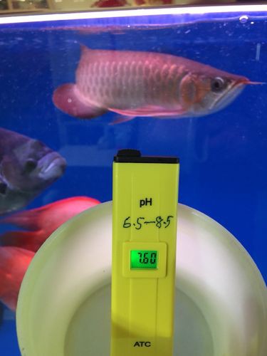 如何為黑鱗龍魚提供最佳的水質？