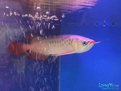 紅龍魚掉鱗怎么回事（紅龍魚掉鱗片怎么辦） 紅龍魚掉鱗怎么回事（紅龍魚掉鱗片怎么辦） 龍魚百科 第6張