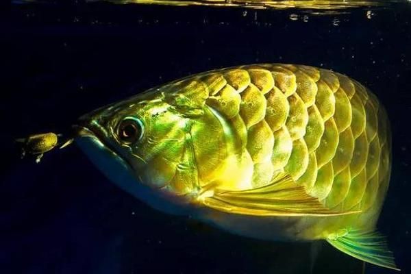 怎么讓龍魚長得快些的方法：怎么讓龍魚快速生長