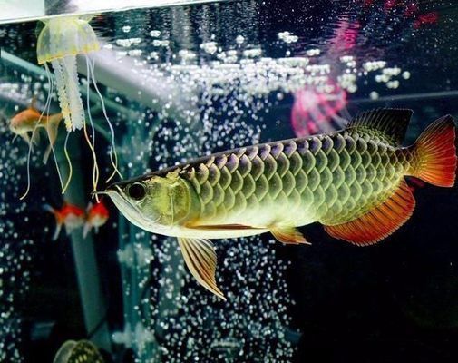 怎么讓龍魚長得快些的方法：怎么讓龍魚快速生長