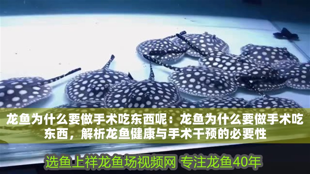 龍魚為什么要做手術(shù)吃東西呢：龍魚為什么要做手術(shù)吃東西，解析龍魚健康與手術(shù)干預(yù)的必要性 龍魚為什么要做手術(shù)吃東西呢：龍魚為什么要做手術(shù)吃東西，解析龍魚健康與手術(shù)干預(yù)的必要性 龍魚百科 第1張