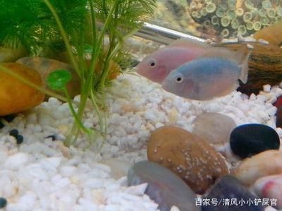 龍魚為什么要做手術(shù)吃東西呢：龍魚為什么要做手術(shù)吃東西，解析龍魚健康與手術(shù)干預(yù)的必要性 龍魚為什么要做手術(shù)吃東西呢：龍魚為什么要做手術(shù)吃東西，解析龍魚健康與手術(shù)干預(yù)的必要性 龍魚百科 第2張