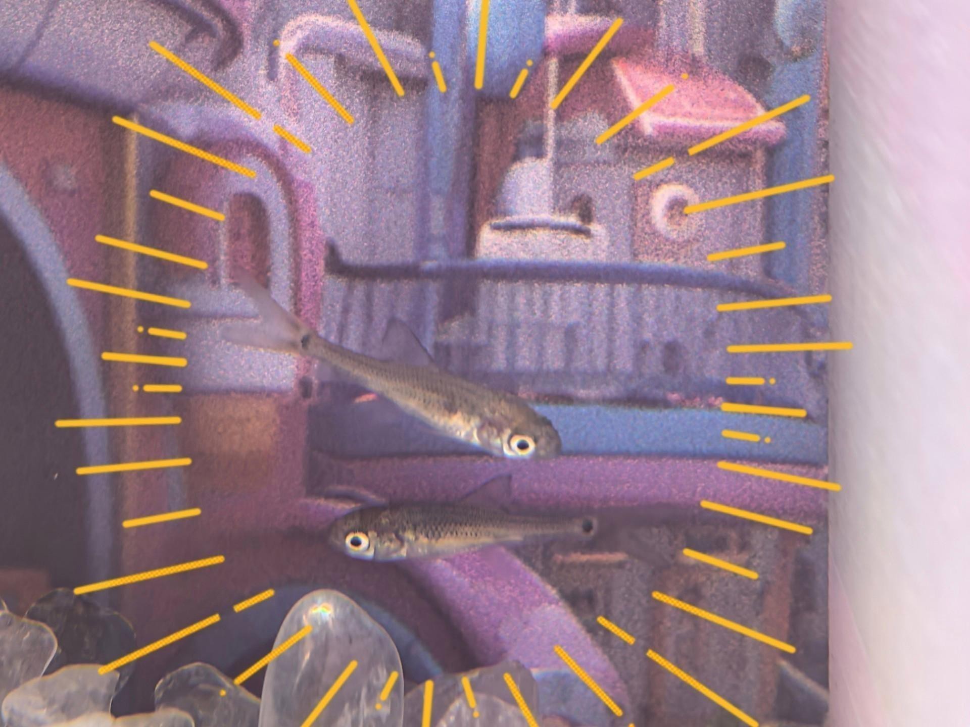 給我一些紅龍魚苗的照片作為參考