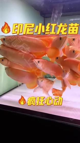 給我一些紅龍魚苗的照片作為參考