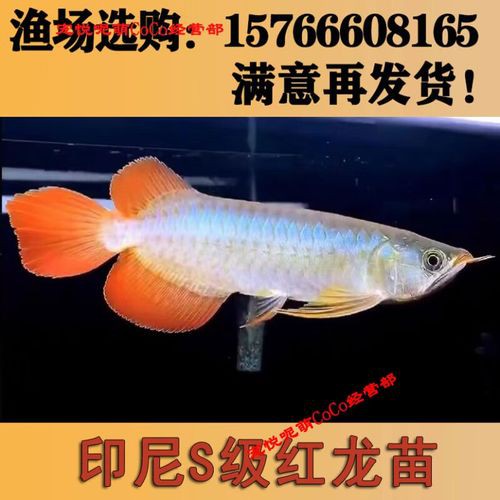 給我一些紅龍魚苗的照片作為參考