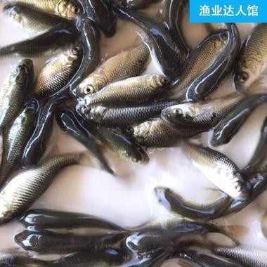 給我一些紅龍魚苗的照片作為參考