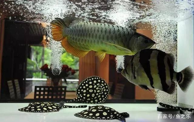 龍魚配魚推薦什么魚：根據(jù)搜索結(jié)果推薦的幾種適合與龍魚混養(yǎng)的魚類