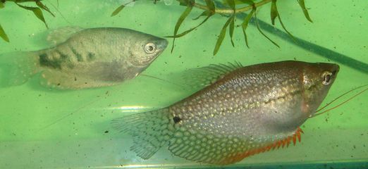 龍魚年齡怎么看（判斷龍魚的年齡是一個綜合性的過程） 龍魚年齡怎么看（判斷龍魚的年齡是一個綜合性的過程） 龍魚百科 第5張