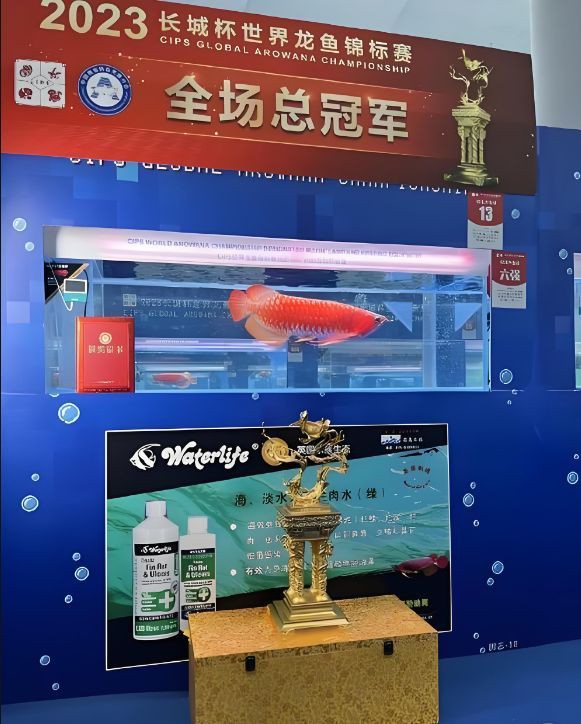 大紅金龍魚圖片大全欣賞視頻