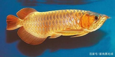 《風水龍婿》的主要人物有哪些？