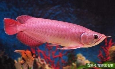 紅龍魚尾巴有白點可以加黃粉嗎：如何判斷紅龍魚白點病好轉