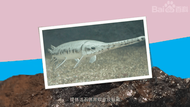 海水青龍魚圖片