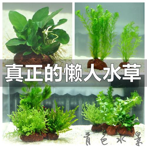 海水青龍魚圖片