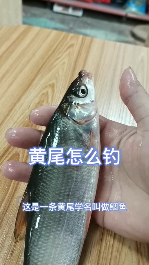 海水青龍魚圖片