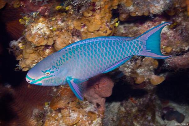 海水青龍魚圖片