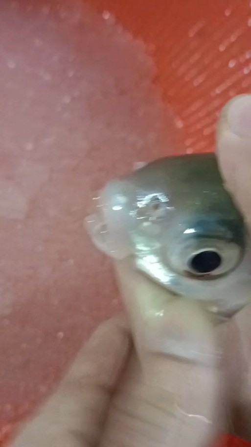 海水青龍魚圖片