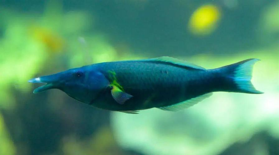 海水青龍魚圖片