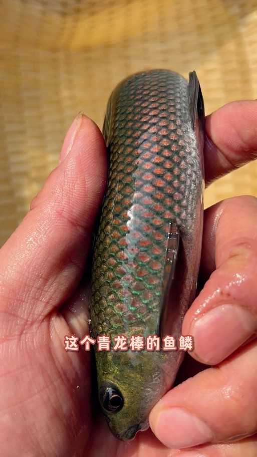 海水青龍魚圖片