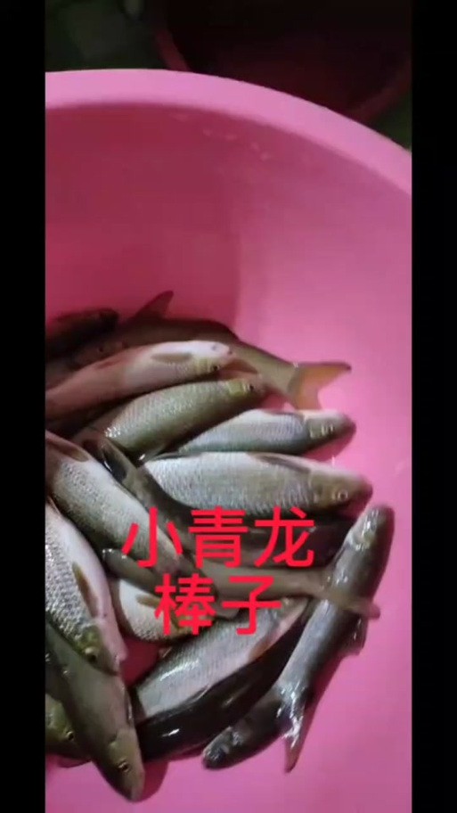 海水青龍魚圖片