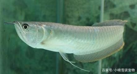 養(yǎng)銀龍魚的條件（養(yǎng)銀龍魚需要滿足一系列特定的條件，包括水質(zhì)、光照、喂食等方面）