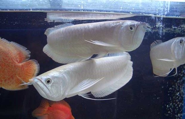 養(yǎng)銀龍魚的條件（養(yǎng)銀龍魚需要滿足一系列特定的條件，包括水質(zhì)、光照、喂食等方面）