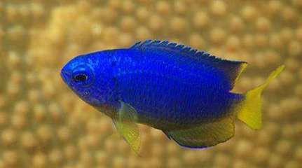 金龍魚藍魔鬼：金龍魚藍魔鬼的飼養條件