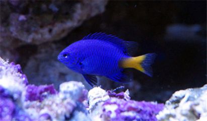 金龍魚藍魔鬼：金龍魚藍魔鬼的飼養條件