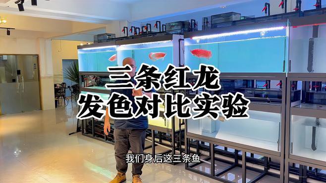 紅龍魚品牌等級劃分標準圖解 紅龍魚品牌等級劃分標準圖解 龍魚百科 第32張