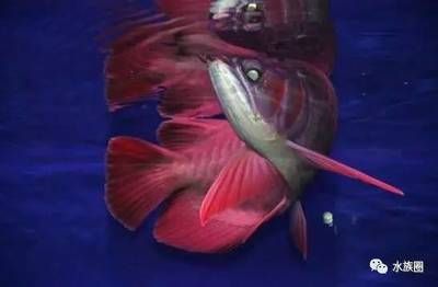 龍魚換魚缸背景：更換龍魚魚缸背景可能會導致龍魚出現趴缸現象 龍魚換魚缸背景：更換龍魚魚缸背景可能會導致龍魚出現趴缸現象 龍魚百科 第5張