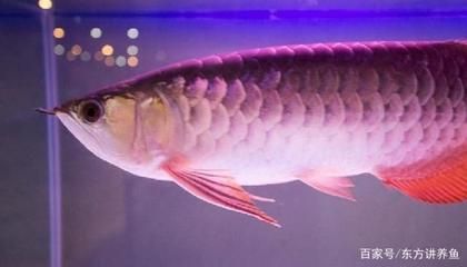 龍魚鰭有白點：龍魚鰭出現(xiàn)白點怎么辦