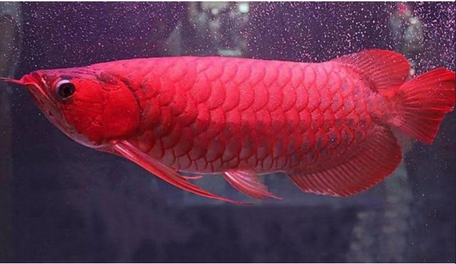 紅龍魚體型特征描述（紅龍魚的體型特征及生活習性） 紅龍魚體型特征描述（紅龍魚的體型特征及生活習性） 龍魚百科 第1張