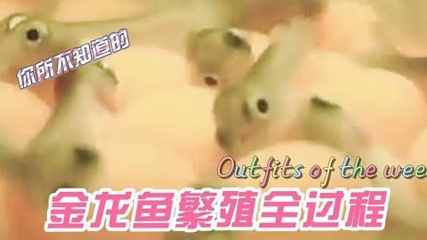 過背金龍魚繁殖方式是怎樣的？ 過背金龍魚繁殖方式是怎樣的？ 龍魚百科 第2張