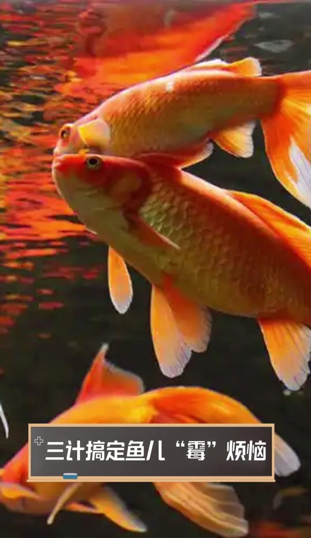 魚缸水霉病最佳消滅方法