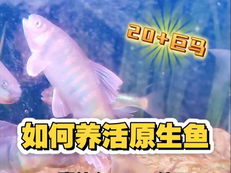 魚缸水霉病最佳消滅方法
