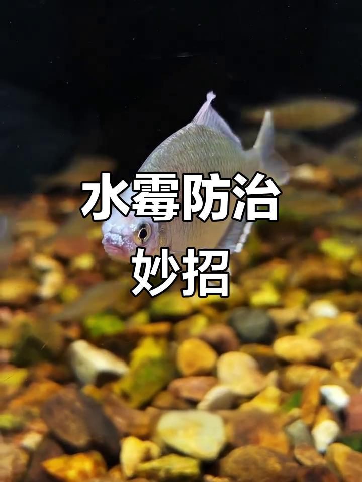魚缸水霉病最佳消滅方法
