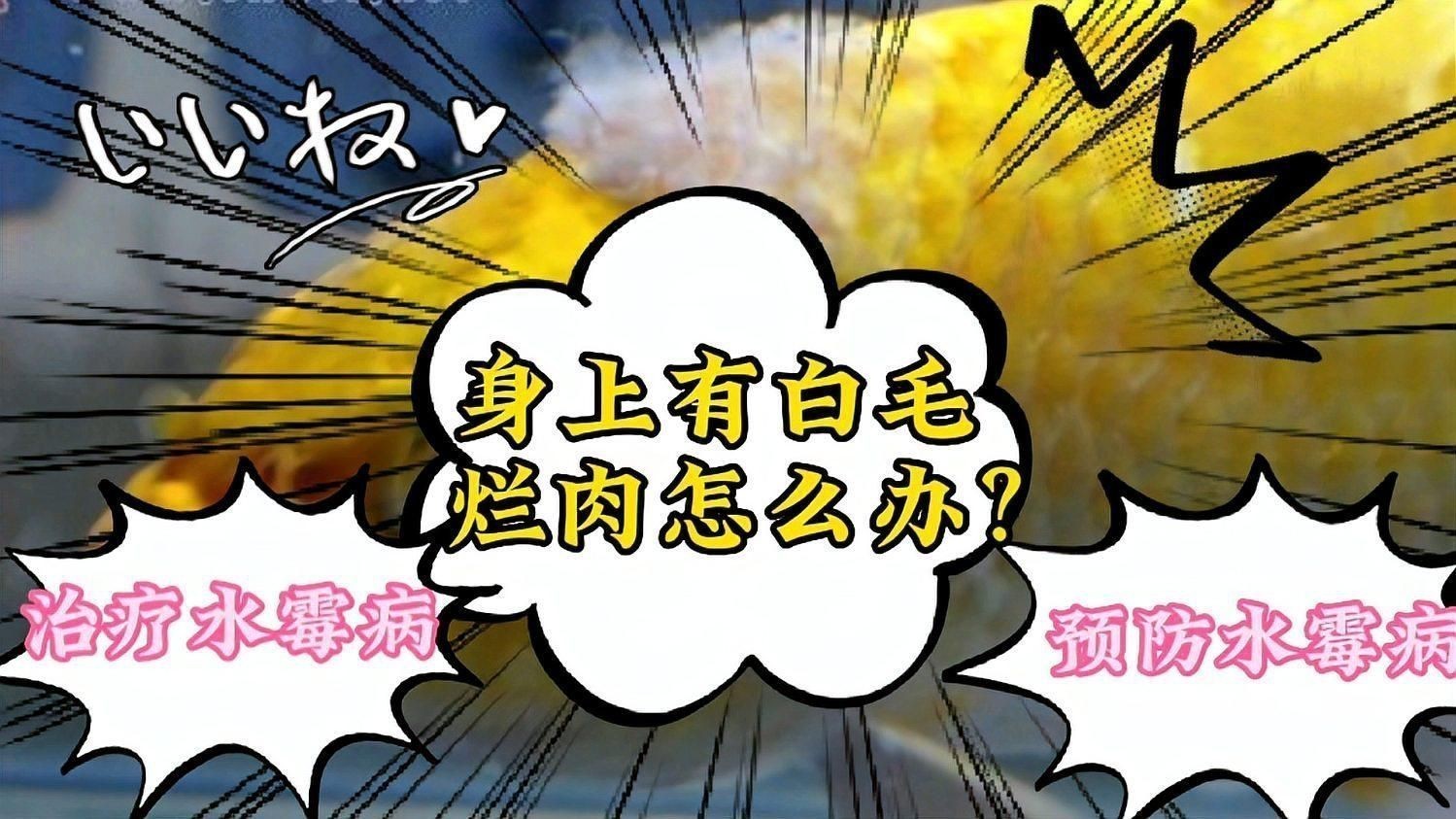 魚缸水霉病最佳消滅方法