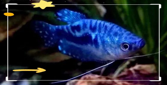 曼龍魚是哪里的 曼龍魚是哪里的 龍魚百科 第3張