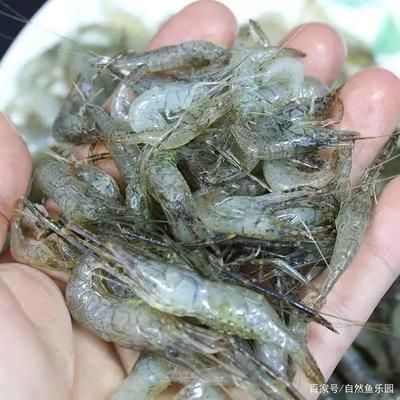 蝦臭了還能喂龍魚嗎（蝦臭了可以吃嗎？）