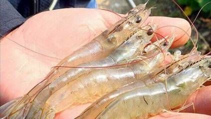 蝦臭了還能喂龍魚嗎（蝦臭了可以吃嗎？）