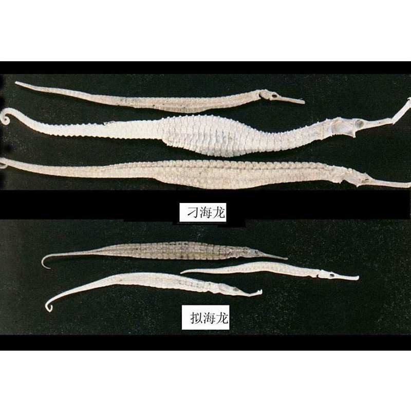 海龍魚干有哪些功效與作用？