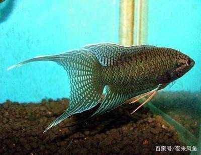 龍魚的主要品種有哪些呢（紫龍魚的選購指南，） 龍魚的主要品種有哪些呢（紫龍魚的選購指南，） 龍魚百科 第5張