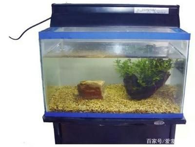 揭陽龍魚養殖場：廣東揭陽龍魚批發市場在哪里？全面解析揭陽龍魚市場分布與選購指南